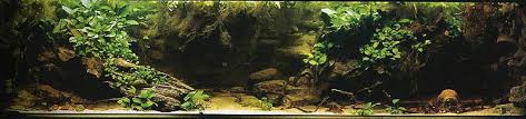 Favourite aquariums: Nanne de Vos’ Cameroon aquarium
